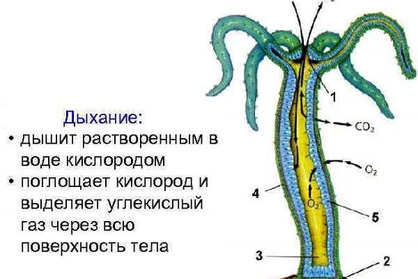 Настоящая blacksprut 1blacksprut me