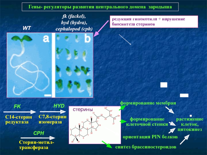 Рабочая blacksprut